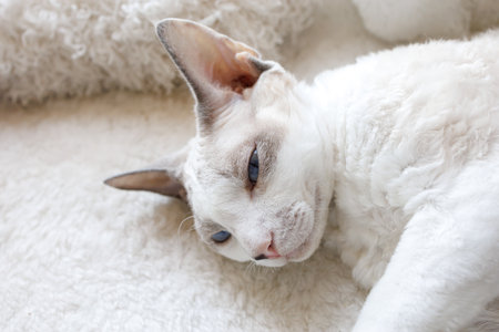 The kitten was lying on the white carpet. White Devonrex kitty with blue eyes.の写真素材