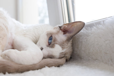 Kitty's curled up in a ball and watching. White Devonrex kitty with blue eyes.の写真素材