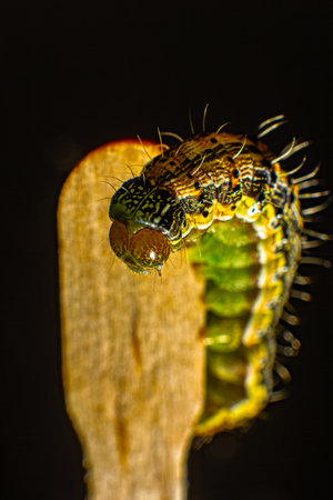 Close-up of a caterpillar crawling on a wooden shelf. Macro photo green caterpillar on black...