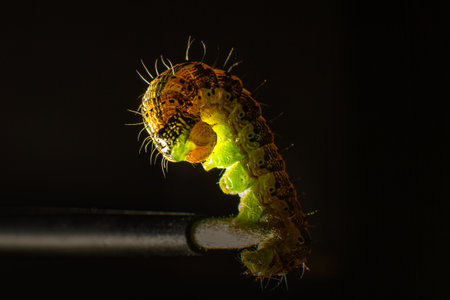 A green caterpillar that sits on the tip of the tassel from bending its body. Macro photo green...