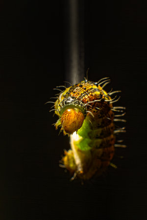 The caterpillar clutched the tip of the stick with its paws. Macro photo green caterpillar on black...