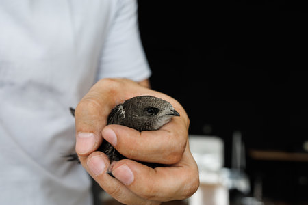 A trusting wild swift calmly sits in a palm showing deep connection with humans