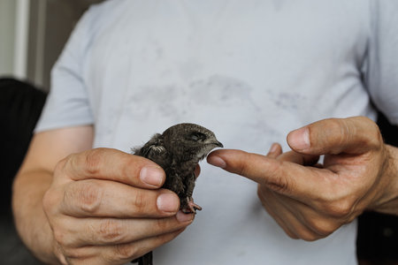 Detailed macro of a swift bird calmly sitting in a palm highlighting bird texture and human skin