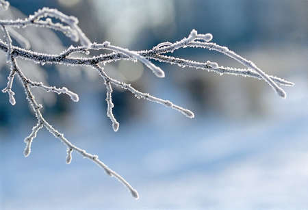frozen treeの写真素材