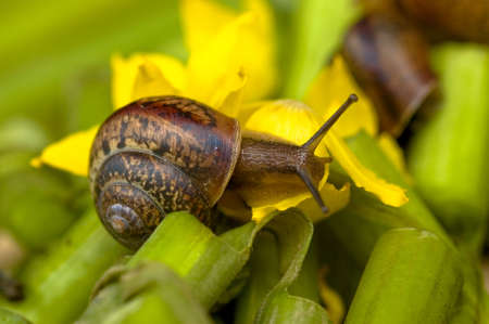 Snail and water lily stillの写真素材