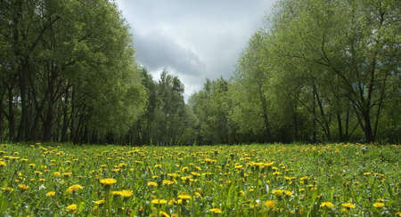 Dandellion field in spring with cloudy skyの写真素材