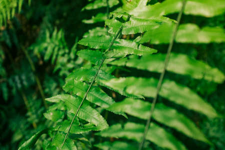 Green leaves on a tropical plantの写真素材