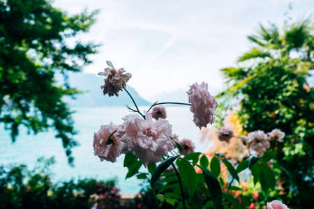 Roses against the background of Lake Geneva in Montreux, Switzerland