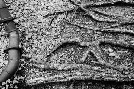 Tree roots and metal pipe in the forestの写真素材