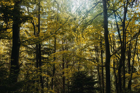 Tree leaves in a mountain forestの写真素材