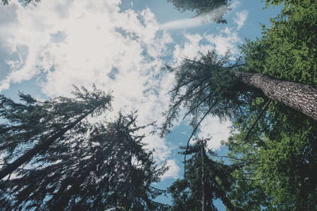 Tree tops and blue skyの写真素材