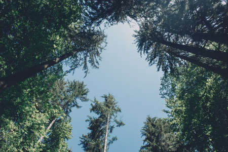 Tree tops and blue sky