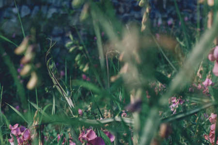 Mountain flowers on the alpine hillsの写真素材