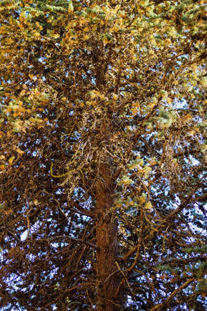Small firm fir cones in lush dried  tree