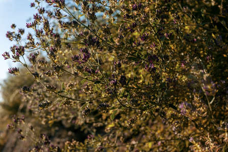 Flowers on a bush in sunlightの写真素材