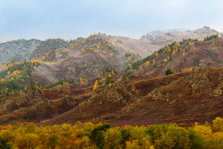 Picturesque autumn mountain landscape. At the foot of the mountain range is a colorful autumn forest, slopes of mountains are overgrown with bush, pines and birches, peaks are covered with first snow.の写真素材