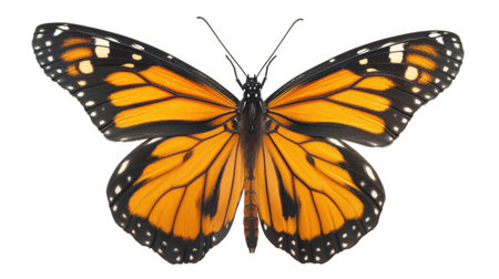 Majestic Monarch Butterfly Isolated on Whiteの素材