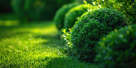 Lush Green Topiary Bushes in Sunlightの素材