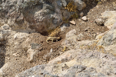 A close-up image of a lizard resting near the entrance to its burrow in a rocky and dry landscape. Wildlife shot in a natural habitat on a sunny day.の写真素材