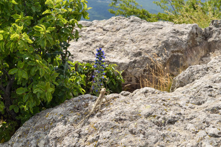 Lizard sitting on a rock and looking at the blue flowers in natureの写真素材