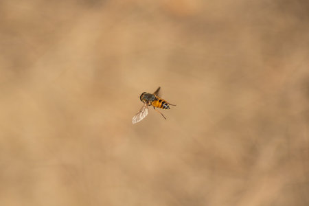 Hoverfly sitting on a branch of a tree in the forest.の写真素材