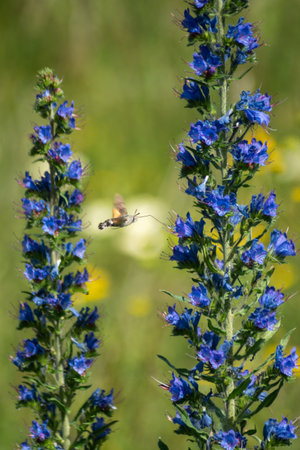 Echium vulgare, is a species of flowering plant in the family Boraginaceae.の写真素材