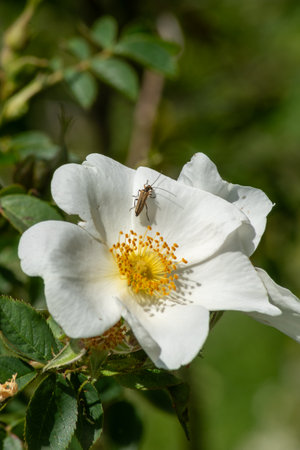 Dog rose, Rosa canina, is a species of flowering plant in the family Rosaceae.の写真素材