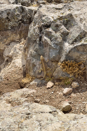 A close-up image of a lizard resting near the entrance to its burrow in a rocky and dry landscape. Wildlife shot in a natural habitat on a sunny day.の写真素材