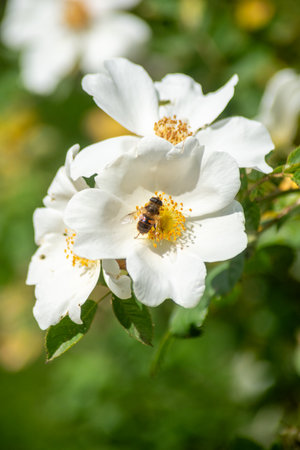 A bee on a white flower of a dogrose in the gardenの写真素材