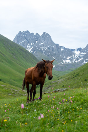 Horse on a green meadow in the mountains of the Caucasusの写真素材