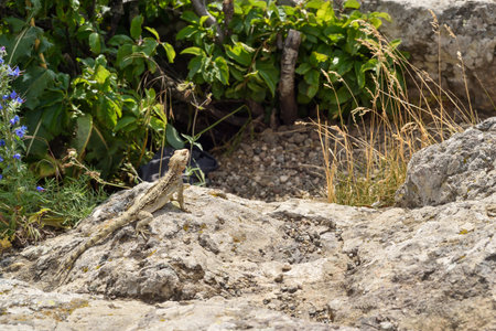 Lizard sitting on a rock in the shade of a tree.の写真素材