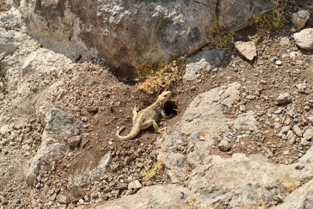 A close-up image of a lizard resting near the entrance to its burrow in a rocky and dry landscape. Wildlife shot in a natural habitat on a sunny day.の写真素材
