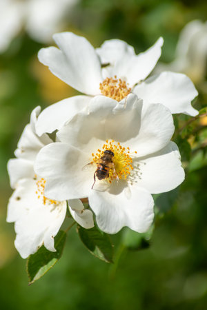 Bee on a white flower of a dogrose (Rosa canina)の写真素材