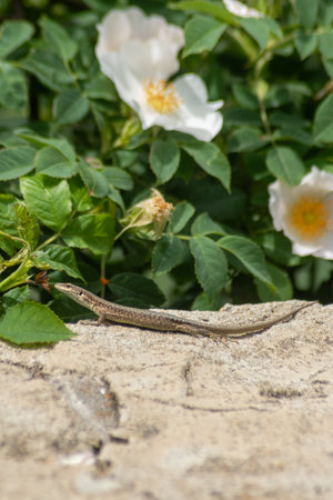 Lizard sitting on a stone in the garden with white flowers.の写真素材
