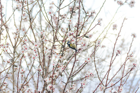 Blue tit on a flowering apricot tree in the spring.の写真素材