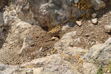 A close-up image of a lizard resting near the entrance to its burrow in a rocky and dry landscape. Wildlife shot in a natural habitat on a sunny day.の写真素材