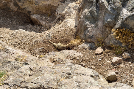 A close-up image of a lizard resting near the entrance to its burrow in a rocky and dry landscape. Wildlife shot in a natural habitat on a sunny day.の写真素材