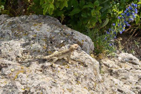 Lizard on a rock with flowers in the background, Sardiniaの写真素材