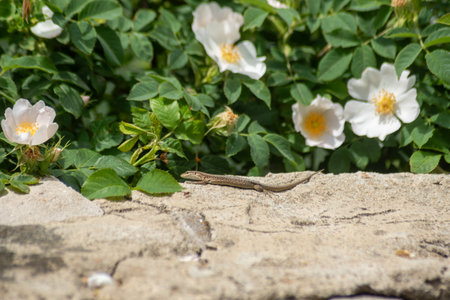 A lizard on a stone in the garden. Close-up.の写真素材