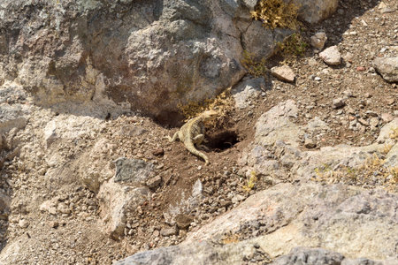 A close-up image of a lizard resting near the entrance to its burrow in a rocky and dry landscape. Wildlife shot in a natural habitat on a sunny day.の写真素材