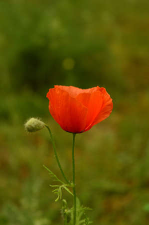Poppy flower on a green backgroundの写真素材