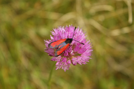 Red moth on a pink flowerの写真素材