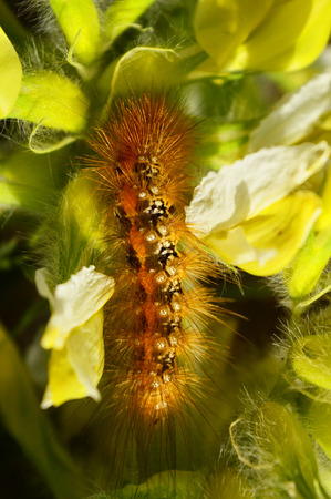 Yellow caterpillar in the grassの写真素材