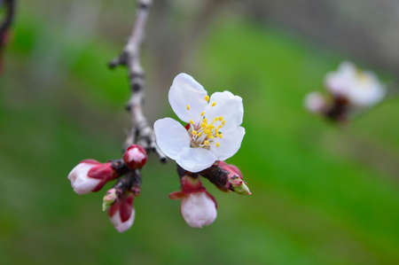 Apricot tree blossoms on a green backgroundの写真素材