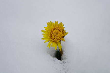 Dandelion flower among snowの写真素材