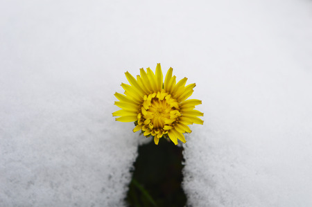 Dandelion flower among snowの写真素材
