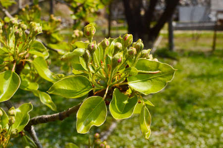Buds on pear treeの写真素材
