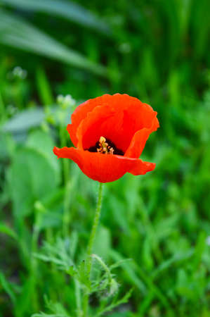Poppy flower on a green backgroundの写真素材