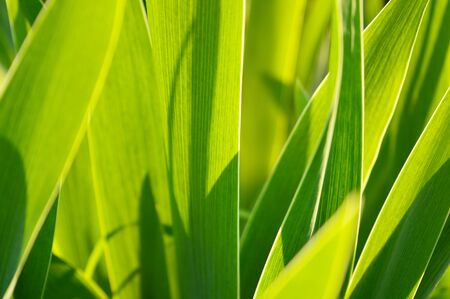 Macro shot of the green grassの写真素材