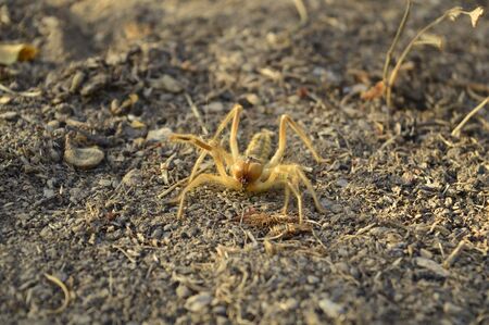 Camel spider on the groundの写真素材